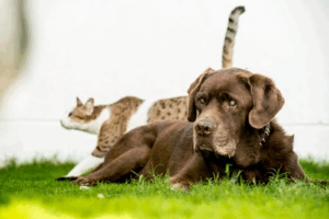 Al Barsha Veterinary Clinic