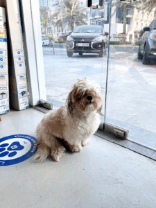 Dog Spot