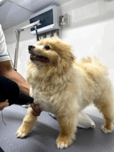 Dubai Pets Grooming