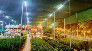 Fine City Plant Nursery