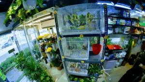 Lucky Flowers & Plants