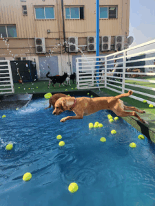 My Buddy Pet Care