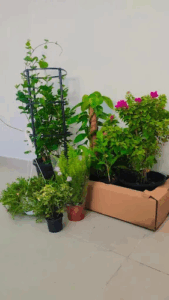 Myplantstore.me