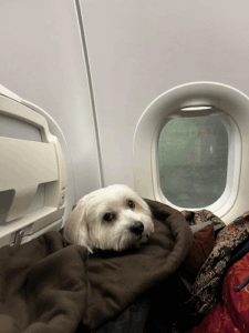Pawpaths Pets Relocation Services