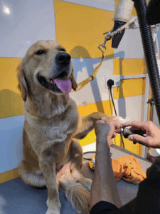 Pet Corner Motor City
