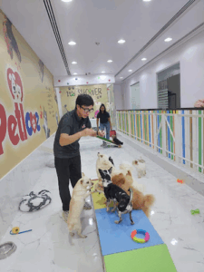 Petlove