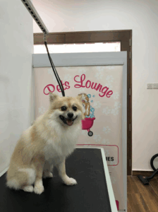 Pets Lounge