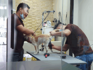 Precious Paws Pet Spa
