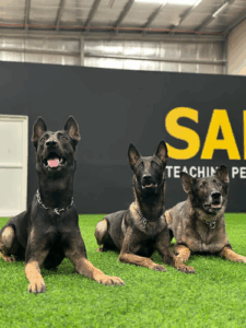 Safe K9