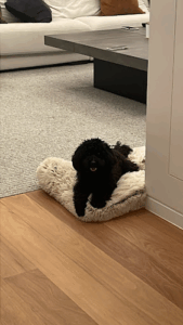 Snoopy Pets Relocation Services