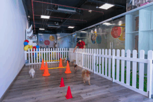 The Pet Co