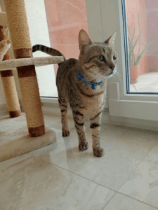 Thepetsitter.dubai
