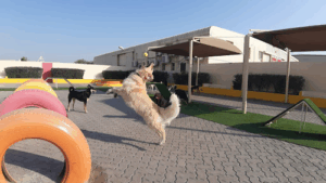 Woof Pets Services